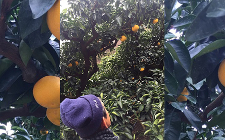 丸龍 はっさく10kg 香川県 丸亀市