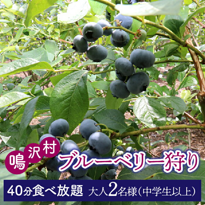 【ふるさと納税】ブルーベリー狩り体験チケット（大人中学生以上2名様分） ふるさと納税 食べ放題 ブルーベリー ぶるーべりー 体験チケット 山梨県 鳴沢村 送料無料 NSAL007