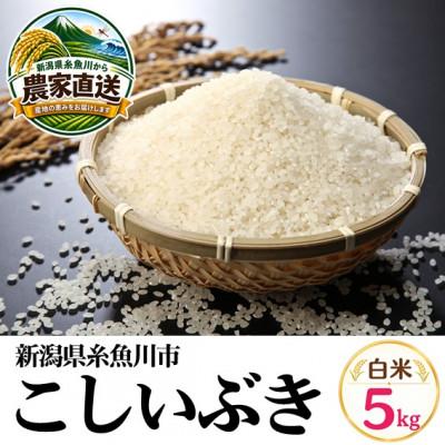 ふるさと納税 糸魚川市 【令和8年産】こしいぶき　5kg　白米　新潟県糸魚川市能生谷産
