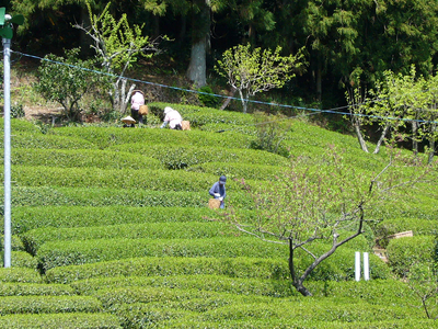 11-67 生粋川根茶澤本園 ふるさとありがとう24