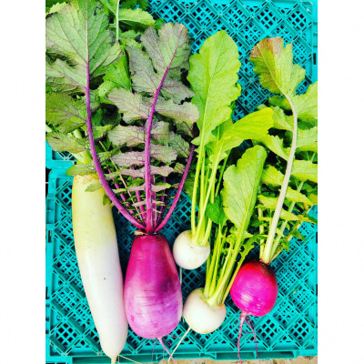 訳あり　季節の野菜セット4〜6品詰め合わせ【1613720】