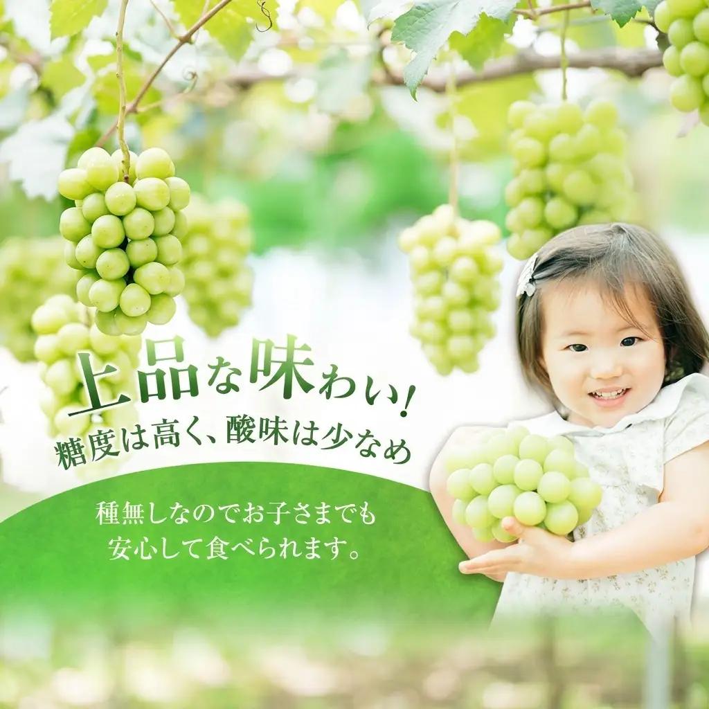 ぶどう 2026年 先行予約 プレミアム シャインマスカット 2房（合計1.3kg以上） 岡山県産 シャインマスカット