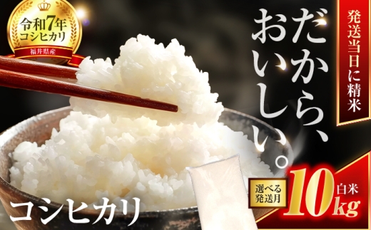 【2か月連続発送】小浜市産コシヒカリ 精米 10kg 若狭の自然が育てたごはん 国産米 福井県 / 白米  地域密着 米問屋 小浜市 / 梅田東米穀店 [BFEK014]