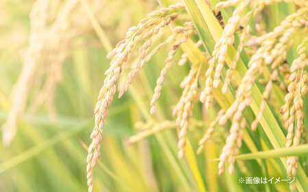 【全3回定期便】【新米】大月谷コウノトリやすらぎ米 10kg（5kg×2袋） 島根県雲南市/有限会社藤本米穀店 ｜ブランド米 きぬむすめ 白米 精米 コメ 10キロ[AIDB139]