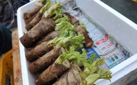 山菜の王様 鏡石の自然の恵み タラの芽 約500g（約50g×10） 山菜 野菜 食品 F6Q-470