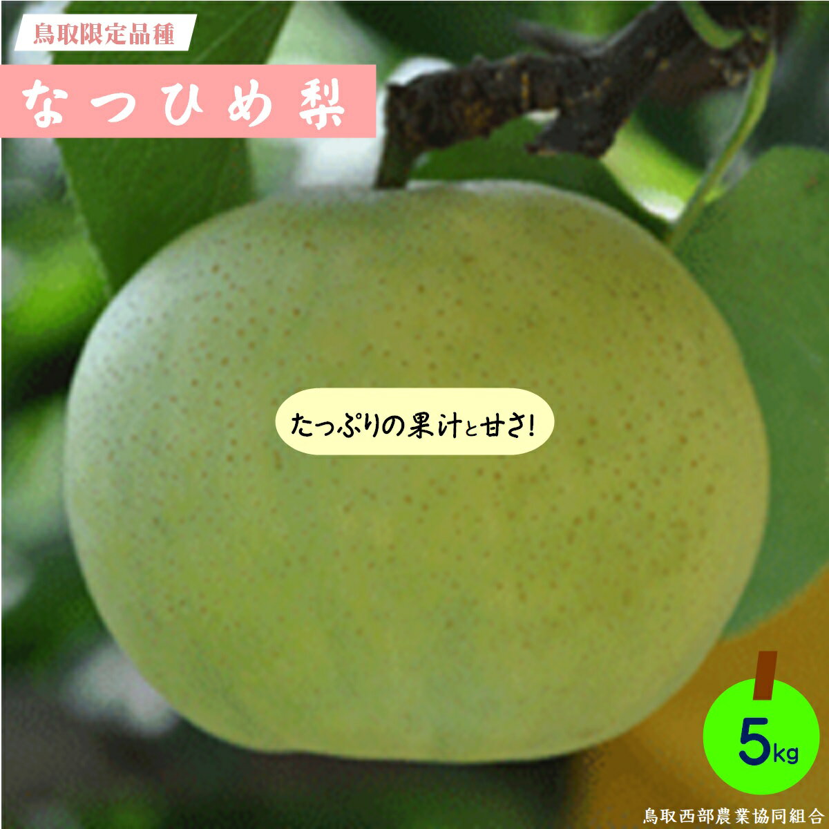 【ふるさと納税】先行受付 梨 なつひめ梨 5kg 【8月中旬～8月下旬お届け】【25-014-008】【鳥取西部農業協同組合 米子・あいみ果実部】 梨 ナシ 果物 フルーツ なし 鳥取県 米子市 鳥取県産 くだもの 青梨 5キロ 先行受付 お取り寄せ 数量限定