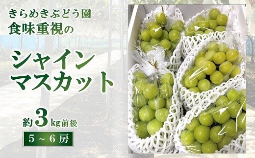 
            【令和7年産先行予約】 シャインマスカット 3kg前後 (5～6房入り) 《令和7年9月下旬～発送》 『きらめきぶどう園』 マスカット ぶどう 果物 フルーツ デザート 山形南陽産 山形県 南陽市 [2426]
          