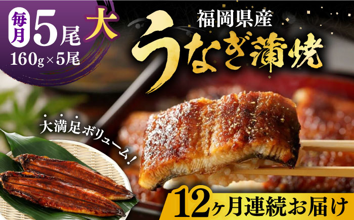 
【全12回定期便】福岡県産 うなぎ 蒲焼 大5尾　合計 800 g（1尾あたり 160g以上）《豊前市》【福岡養鰻】 国産 うなぎ 大 [VAD019]
