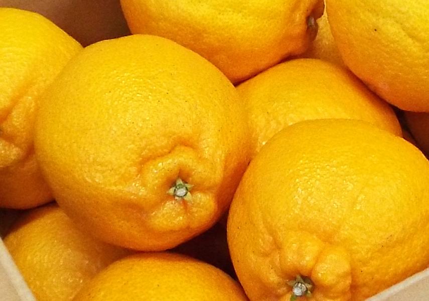 
                  【先行受付】「芳醇」八幡浜産しらぬい約4kg【C28-7】【1119942】 YWTN004
                