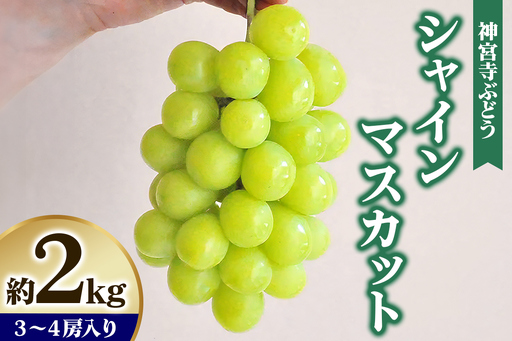 [先行予約] 神宮寺ぶどう シャインマスカット 2kg [0322]
