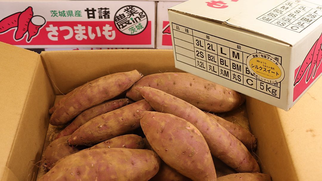 さつまいも 【 シルクスイート 】 5kg ( 箱込 ) サツマイモ さつま芋 芋 いも 野菜 焼き芋 スイーツ おやつ 国産
