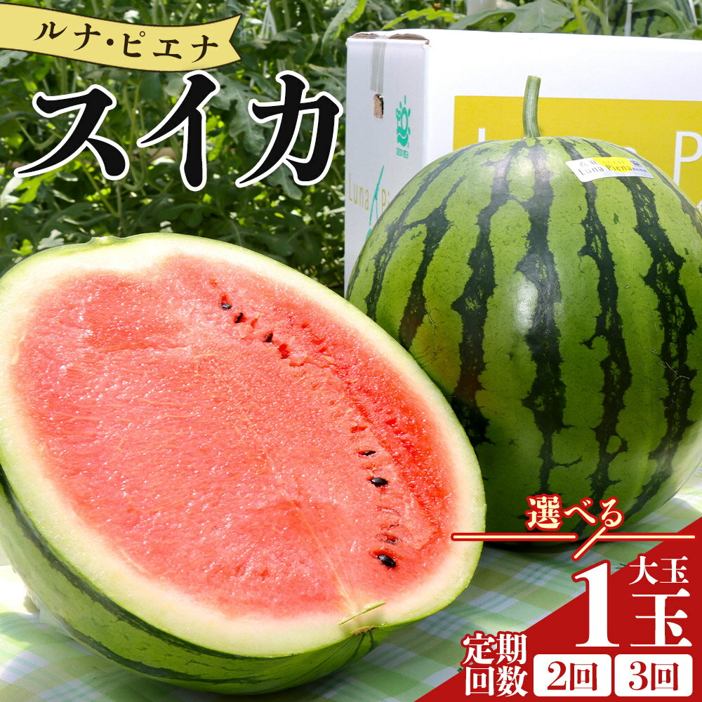 【ふるさと納税】【選べる定期便】空中立体栽培で太陽の愛情をたっぷり受けた ルナ・ピエナスイカ 1玉(大玉) (定期回数 通常便(1回)/2回/3回) - スイカ 高知県産 ルナピエナ ギフト 贈り物 のし フルーツ大好き 西瓜 果物 夏の果物「2026年5月下旬より順次配送」