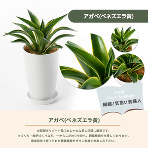 【観葉植物】アガベ ベネズエラ黄40cm～60cm Green Farm M IB075-001 観葉植物 ※北海道・沖縄・離島配送不可