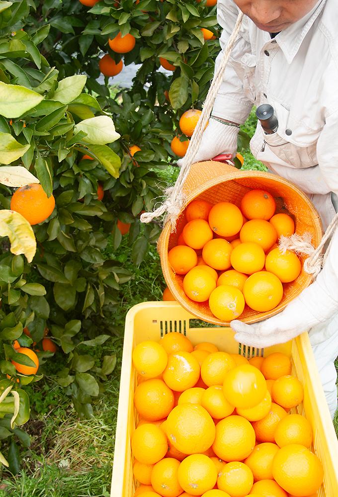 清見オレンジ 約10kg M・L・2L・3Lサイズおまかせ 《赤秀》 和歌山県産 農園直送 まごころ産直みかん 【北海道・沖縄県・一部離島 配送不可】きよみ 清見タンゴール 清美 柑橘 贈答