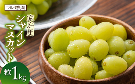 【令和8年3月13日まで発送】 家庭用 シャインマスカット 粒 1kg　マルタ農園