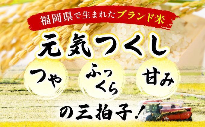【6ヶ月定期便】福岡県産米 元気つくし 10kg 令和7年産 ※北海道・沖縄・離島は配送不可【精米 7年産 国産 福岡県産 お米 ブランド米 10kg げんきつくし】CY012sub6 【6ヶ月定期便