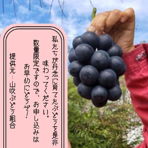 【南信州高森産】ナガノパープル 約1kg(1房～3房)