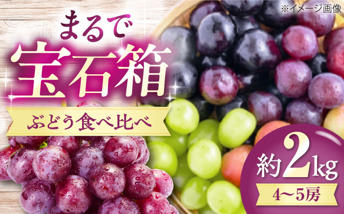 【先行予約】【2026年8月中旬から順次発送】 ぶどう 4から5房 約2kg 詰め合わせ セット 愛媛県大洲市/有限会社西山青果　フルーツ 果物 ぶどう ピオーネ [AGAR023]
