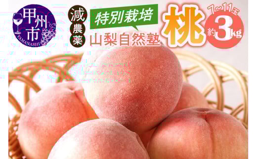 減農薬 特別栽培の桃 7～11玉 約3kg【2025年発送】（YSGK）B16-160 【桃 もも モモ 令和7年発送 期間限定 山梨県産 甲州市 フルーツ 果物】