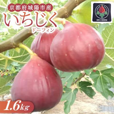 ふるさと納税 城陽市 京都府城陽市のいちじく(ドーフィン) 400g×4パック 栄養が豊富な体に嬉しいフルーツ