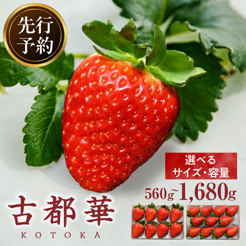 【ふるさと納税】先行予約 高級いちご「古都華」 ことか 大粒 甘い 濃い 濃厚 糖度 ブランド いちご イチゴ 苺 フルーツ 果物 くだもの ご褒美 高級 贈答 贈り物 ギフト プレゼント サイズ・パック数が選べる きよの杜農園 奈良県 生駒市 送料無料