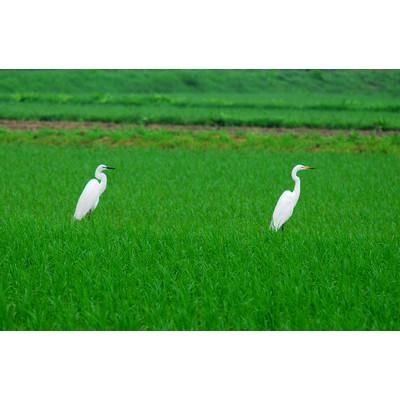 ふるさと納税 阿南市 すだチキンバーガー5個入 計850g 徳島県産 |  | 03