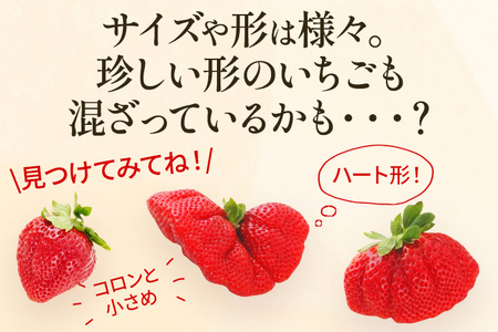 あまおう 約550g （先行受付／2025年1月以降順次発送予定）いちご 大粒 不揃い DX デラックス エクセレント 苺 イチゴ 福岡高級 フルーツ 土産 福岡県