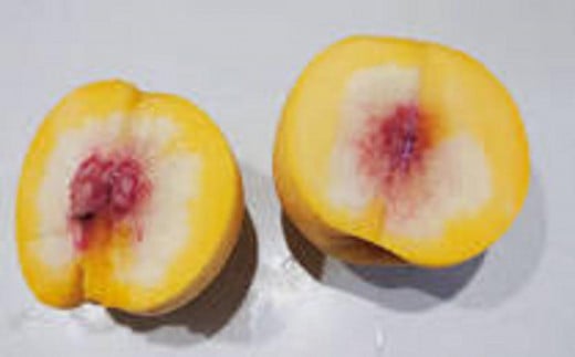 『令和8年産先行受付』山形県産黄桃＜あか月姫＞秀品 約2kg※玉数おまかせ　軟らかくなる桃