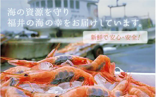 甘えび 特大サイズ60尾 1kg （500g × 2箱） 船内凍結 福井県沖から直送！鮮度と旨味に自信あり【 福井漁連 ブランド品 甘エビ あまえび 1キロ 】 [e12-b007]
