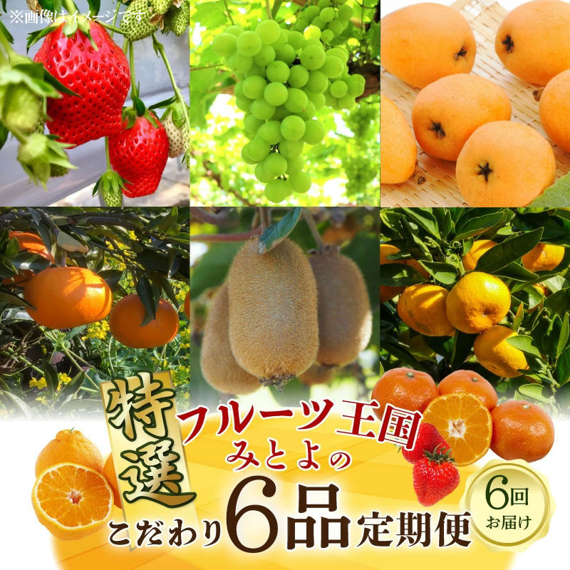 
            M02-0210_【配送不可地域：北海道・沖縄県・離島】フルーツ王国 みとよ 特選 こだわり 6品 定期便 定期 旬の時期 旬 果物 フルーツ 果実 旬 デザート 食べごろ みかん いちご びわ マスカット キウイ キウイフルーツ お取り寄せ 香川県 三豊市
          
