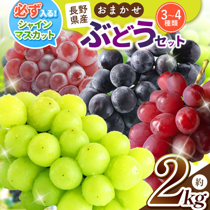 【ふるさと納税】【先行予約】シャインマスカットの入ったお任せブドウセット 約2kg【ご家庭用】 | シャインマスカット お任せ セット ぶどう ご家庭用 長野県 塩尻市