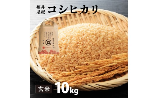 【定期便3回】福井県産 コシヒカリ 玄米 10kg（10kg×1）＜令和7年産 新米 / 数量限定 ＞【米 コメ お米 精米 白米 無洗米 玄米 ご飯 飯 こしひかり ブランド米 国産】[095-t3-a004]