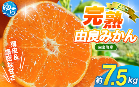 薄皮で濃い甘さ！完熟由良みかん【こつぶ】7.5kg×1箱（2Sサイズ）和歌山県由良産※2026年11月下旬頃から12月下旬頃に順次発送予定 / 柑橘 ミカン 蜜柑 甘い 由良町 フルーツ 果物 くだもの 食品 人気 おすすめ 産地直送 由良町【ktym004-s-7d5】