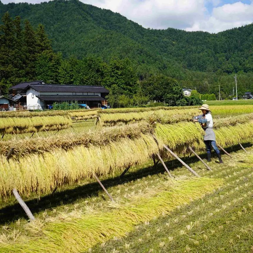 玄米 自然栽培 天日干し 朝日 5㎏ |　お結び自然農縁