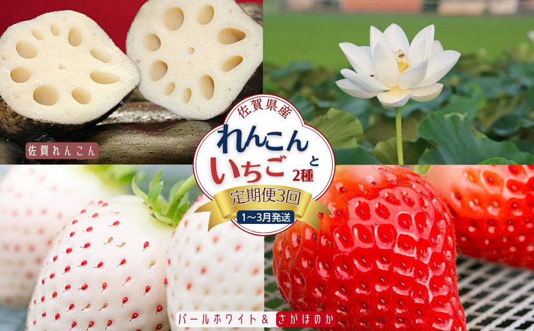 
            【定期便3回】佐賀県産 れんこんといちご【1～3月発送】：B445-007
          
