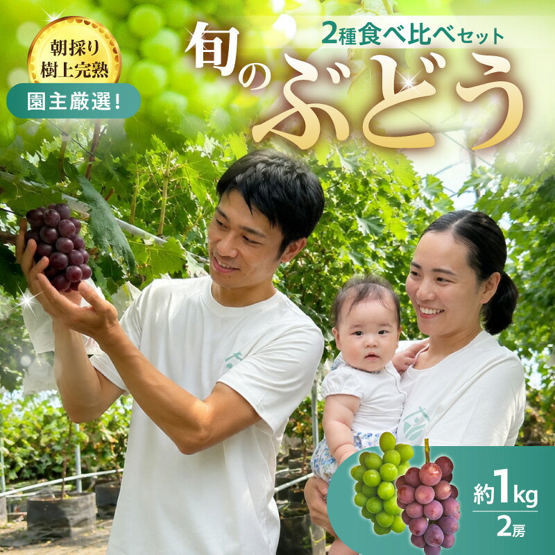 【ふるさと納税】【朝採り樹上完熟】園主厳選！旬のぶどう2品種食べ比べセット ふるさと納税 ぶどう ブドウ 樹上完熟 朝採り 根域制限栽培 濃厚な甘み 爽やかな酸味