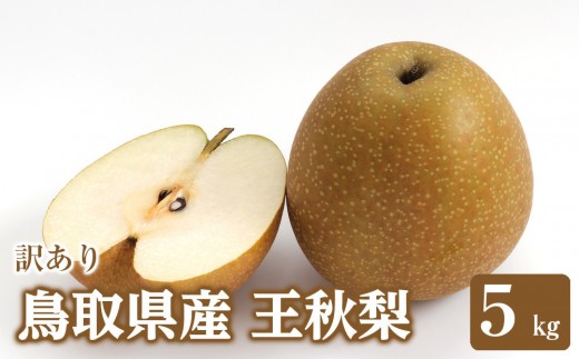 
                  訳あり 鳥取県産 王秋 梨 5kg｜鳥取梨 なし 王秋 王秋梨 期間限定 送料無料 鳥取県 三朝町 フルーツ 果物　くだもの　わけあり なし ナシ 和梨　先行予約季節限定　国産 直送 旬 秋 国産 ヘルシー ビタミン豊富　鳥取県産梨　訳あり 
                