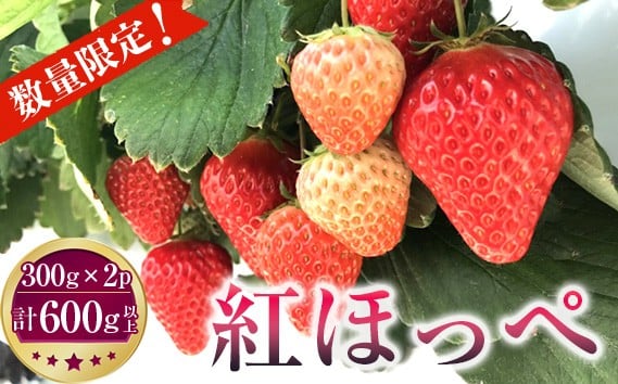 
            先行予約［坂東市産］紅ほっぺ　300g×2パック　計600g以上　朝採り直送 ／ いちご イチゴ  苺 フルーツ 果物 茨城県 特産品 No.267
          