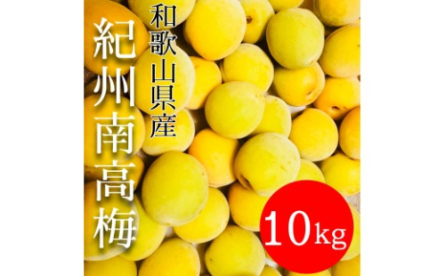 黄色～完熟梅 南高梅 10kg