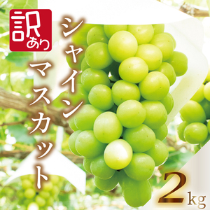訳あり シャインマスカット 約2kg  厳選シャインマスカット 高評価シャインマスカット シャインマスカット