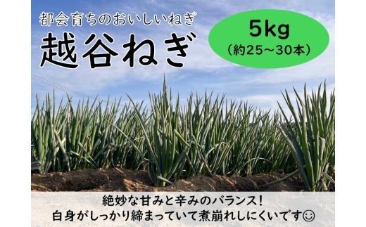 越谷ねぎ（白ねぎ5kg） ／ ネギ 葱 白ネギ 野菜 甘み 辛み 産直 産地直送 鍋 煮物 炒めもの アヒージョ 薬味 万能 おいしい 食卓 しゃぶしゃぶ 埼玉県 No.029
