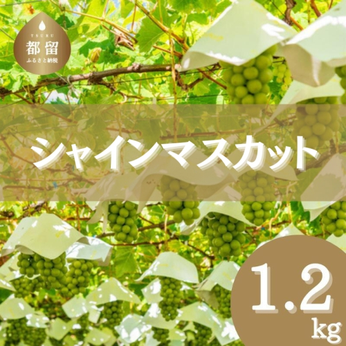 【2025年 先行予約】山梨県産　シャインマスカット 1.2kg (２房～3房) 先行予約　フルーツ　シャイン　シャインマスカット　ブドウ　葡萄　ぶどう　