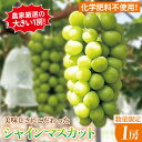 【ふるさと納税】【先行予約】【8月以降発送】糖度20～22度！農家厳選の大きい1房！美味しさにこだわったシャインマスカット1房（約1kg）【農家直送 化学肥料不使用 果物 フルーツ 葡萄 ぶどう ブドウ 厳選】（GG-1-1）