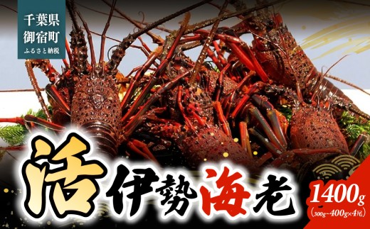 活伊勢海老1400ｇ（300～400ｇ×4尾）  ONJB046