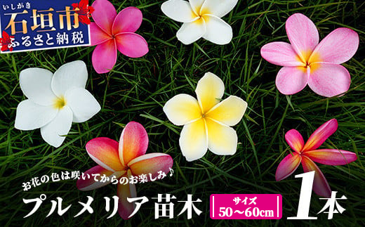 石垣島産 プルメリア苗木1本(50〜60cm) NE-5