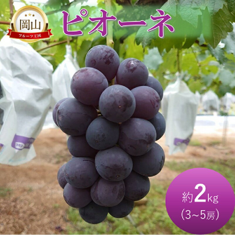 【ふるさと納税】早期受付 ぶどう ピオーネ 約2kg 3～5房 岡山県高梁市産 岩原農園 葡萄 ブドウ　お届け：2025年8月下旬～2025年9月下旬