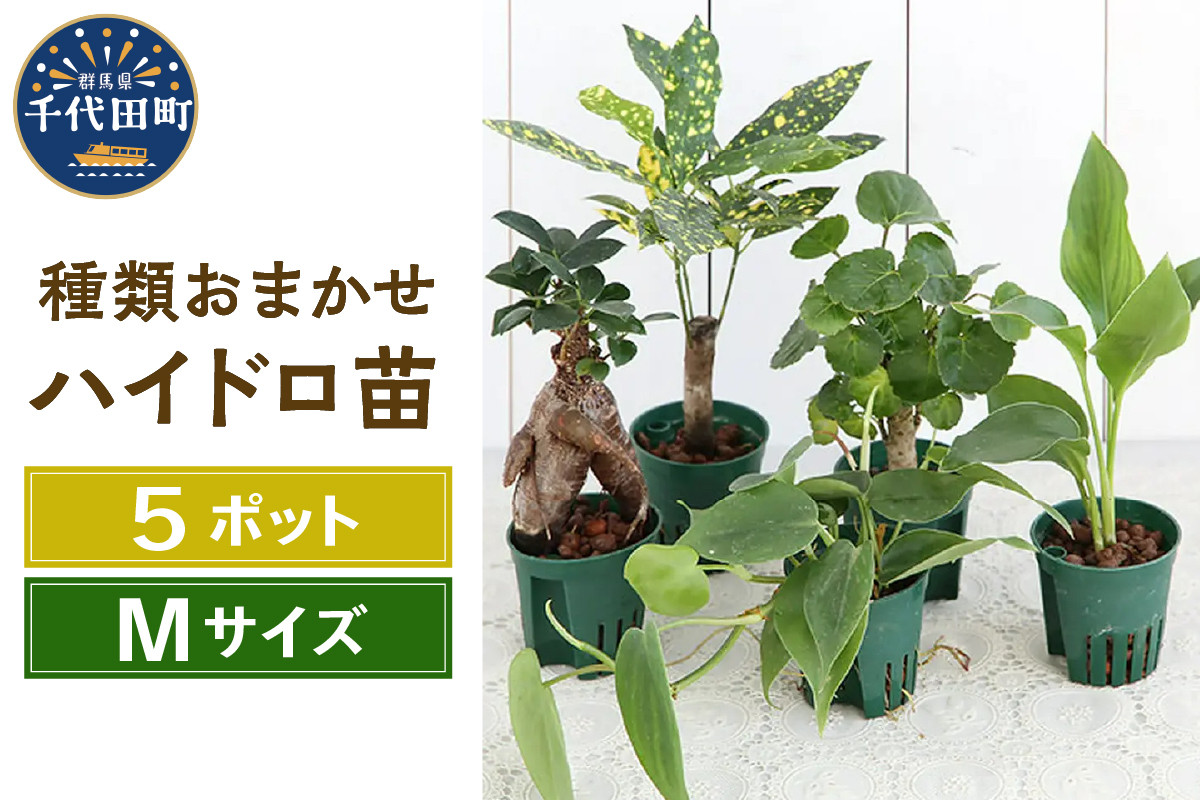 
観葉植物 おまかせハイドロ苗 ６φ Ｍサイズ(５ポット) 群馬県 千代田町 自然 風水 緑 趣味 人気 オススメ 初心者 玄関 リビング キッチン プレゼント ギフト 贈答用 送料無料 株式会社チャーム
