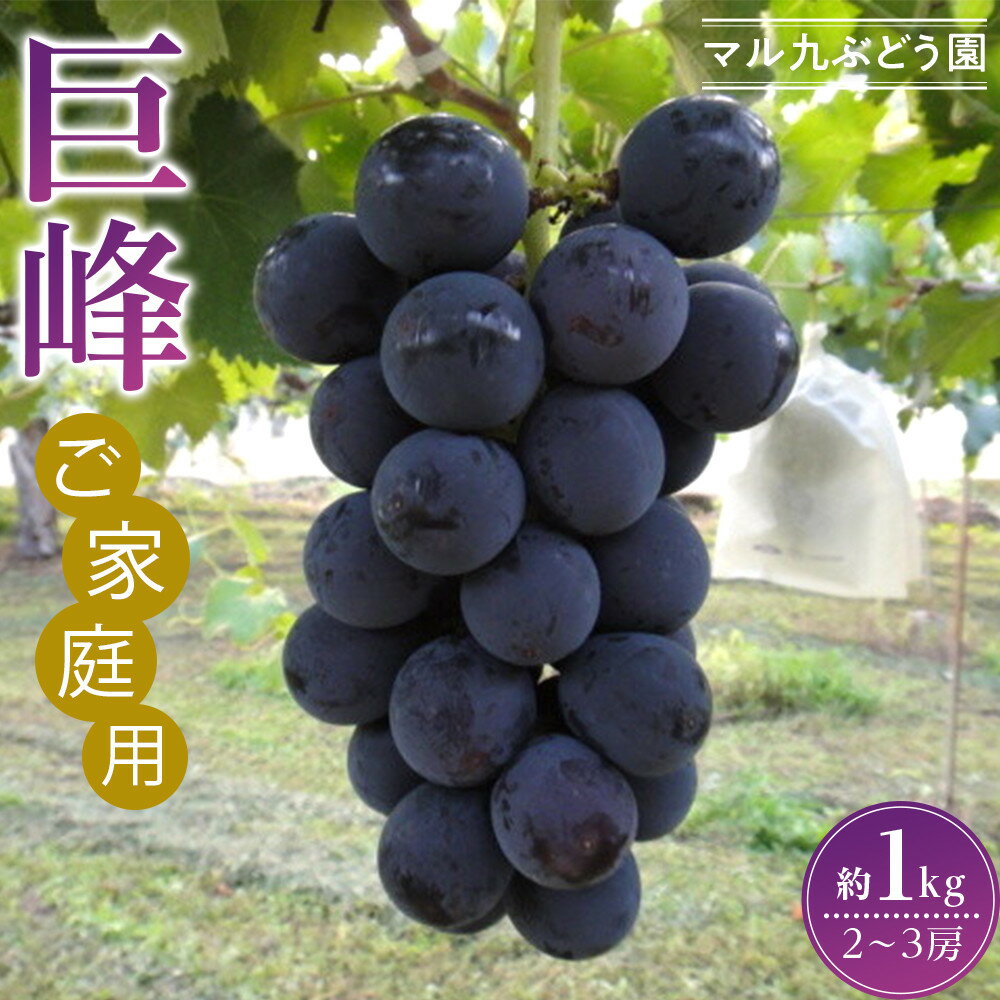 【ふるさと納税】【2026年度_先行予約】【ご家庭用】巨峰（種あり）約1kg〔2026年8月上旬より順次発送〕 | ぶどう フルーツ 果物 くだもの 食品 人気 おすすめ 送料無料