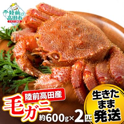 ふるさと納税 陸前高田市 生きたまま発送 毛ガニ 約600g×2匹 陸前高田市産 かに カニ 蟹 活毛ガニ 新鮮 濃厚 天然