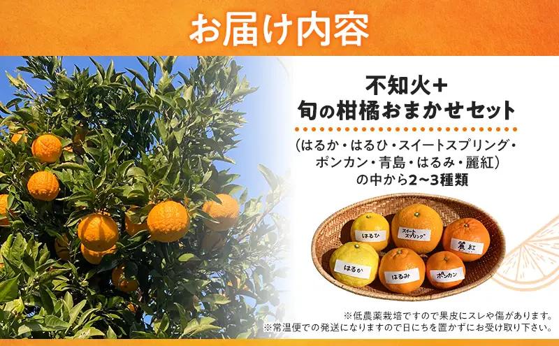 不知火 ＋ 2～3種類 5kg みかん ミカン 不知火